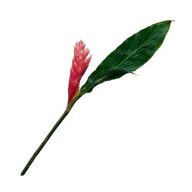 شاخه گل گلفروشی گالری گل و گیاه