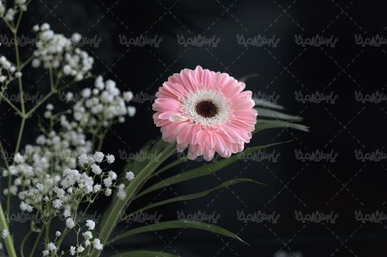شاخه گل گلفروشی گالری گل و گیاه