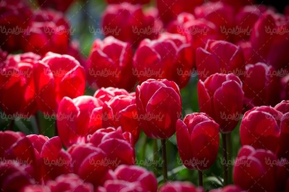 پرورش گل گلخانه گالری گل و گیاه