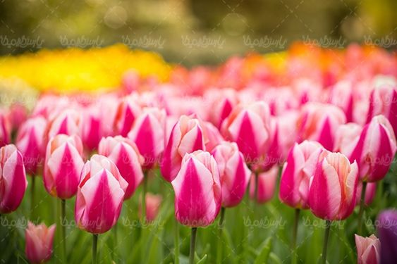 پرورش گل گلخانه گالری گل و گیاه