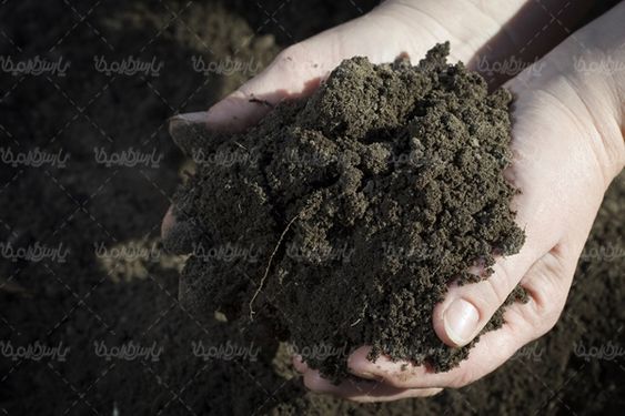 جوانه گیاه خاک کشت و کار خاک حاصلخیز