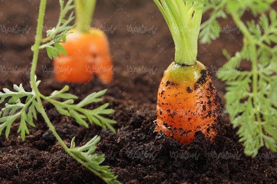 خاک کشت و کار خاک حاصلخیز هویج