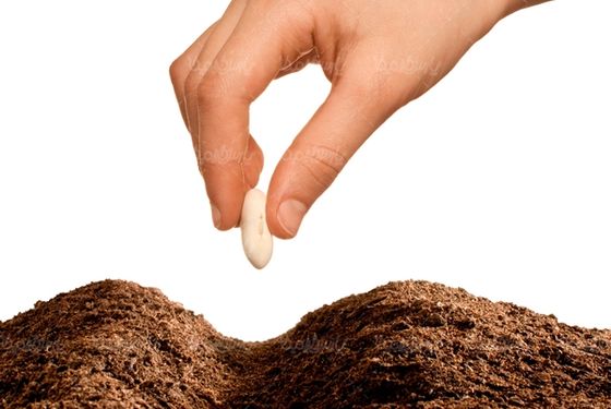 خاک کشت و کار خاک حاصلخیز دانه لوبیا