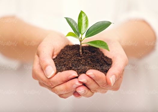 خاک کشت و کار خاک حاصلخیز دانه لوبیا