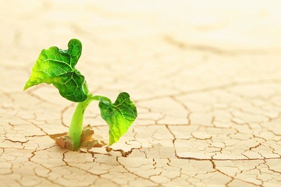 زمین خشک زمین ترک خرده جوانه گیاه