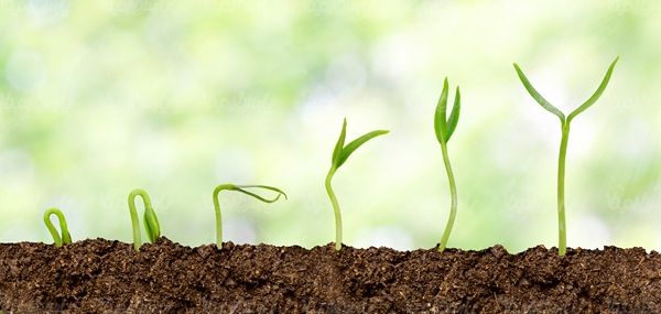 خاک کشت و کار خاک حاصلخیز دانه لوبیا