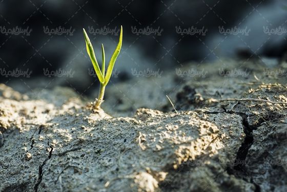 خاک حاصلخیز زمین کشاورزی
