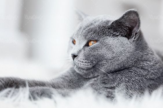گربه خاکستری حیوان خانگی