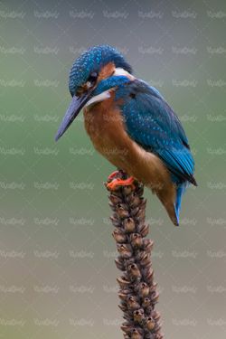حیات وحش پرنده پرنده آزاد