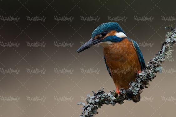 حیات وحش پرنده پرنده آزاد