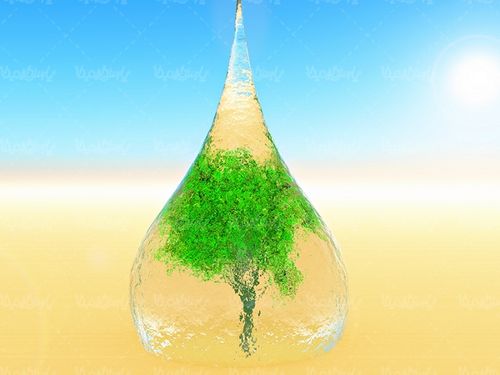 قطره آب درخت صرفه جویی در مصرف آب