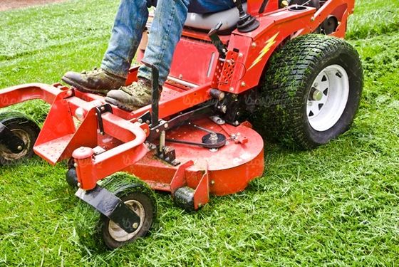 چمن فضای سبز درخت محیط سبز