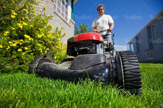 چمن فضای سبز درخت محیط سبز