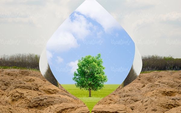 درخت درختکاری طبیعت خشک طبیعت سبز