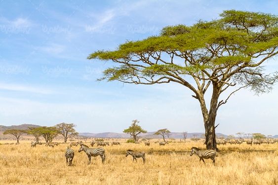 گورخر حیات وحش باغ وحش