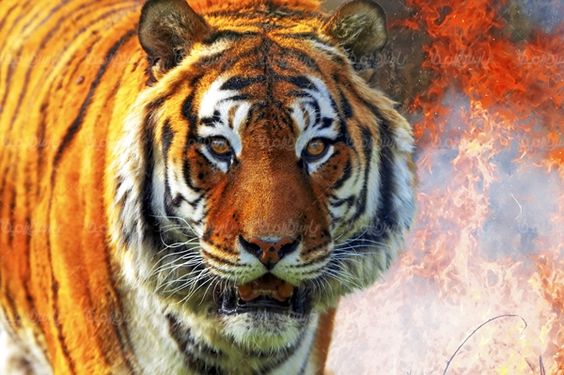 پلنگ ببر tiger  حیوان وحشی باغ وحش