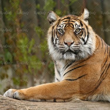 پلنگ ببر tiger  حیوان وحشی باغ وحش