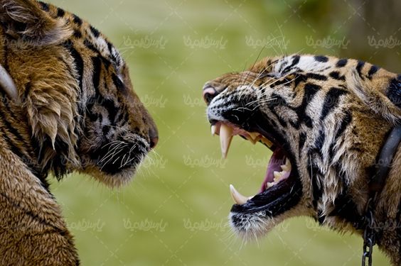 پلنگ ببر tiger  حیوان وحشی باغ وحش