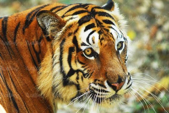 پلنگ ببر tiger  حیوان وحشی باغ وحش