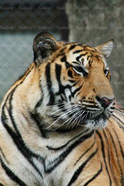 پلنگ ببر tiger  حیوان وحشی باغ وحش