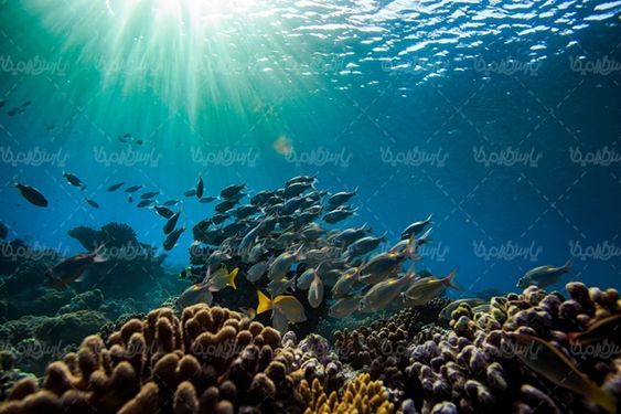 منظره زیر دریا ماهی آکواریوم چشم انداز