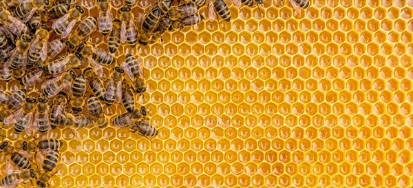 شانه عسل جعبه عسل زنبور عسل