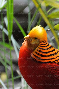 پرنده پرنده فروشی پرنده زیبا
