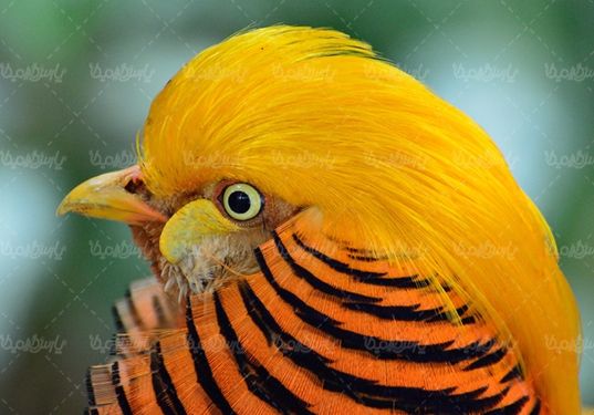 پرنده پرنده فروشی پرنده زیبا