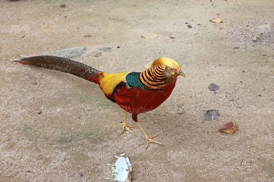 پرنده پرنده فروشی پرنده زیبا