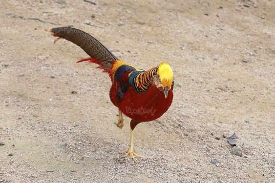 پرنده پرنده فروشی پرنده زیبا