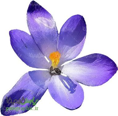 دوربری گل زعفران
