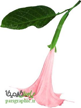 گل شیپوری دوربری شده