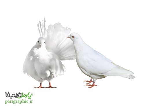 تصویر با کیفیت کبوتر سفید