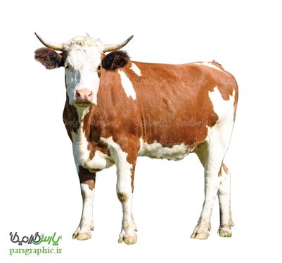 تصویر با کیفیت گاو