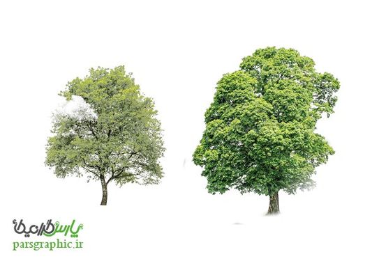 تصویر دوربری درخت