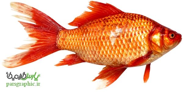 تصویر دوربری شده ماهی قرمز