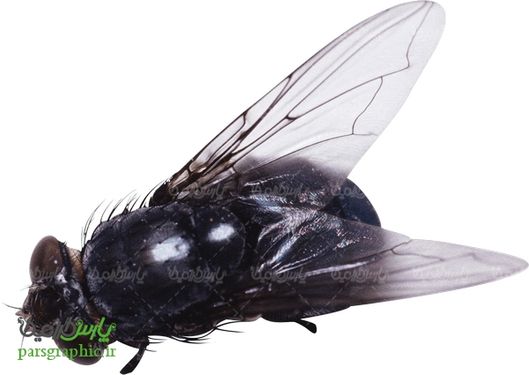 تصویر دوربری شده مگس
