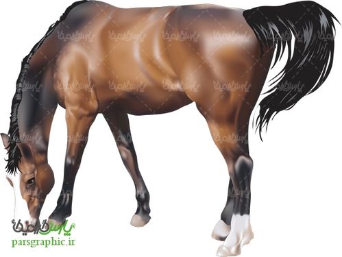 تصویر دوربری شده اسب