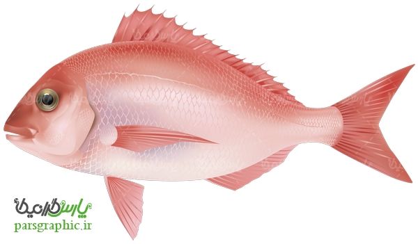 تصویر دوربری شده ماهی