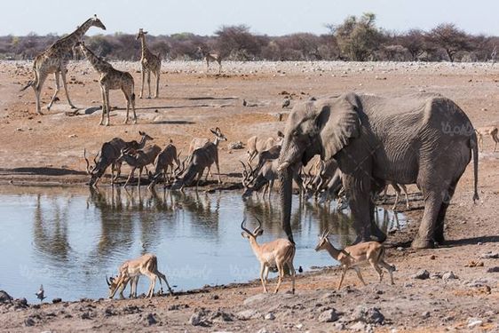 حیات وحش فیل آهو زرافه چاله آب آبگیر آب خوردن حیوانات