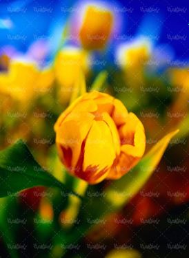 گل بهاری گلفروشی گل طبیعی پرورش گل22