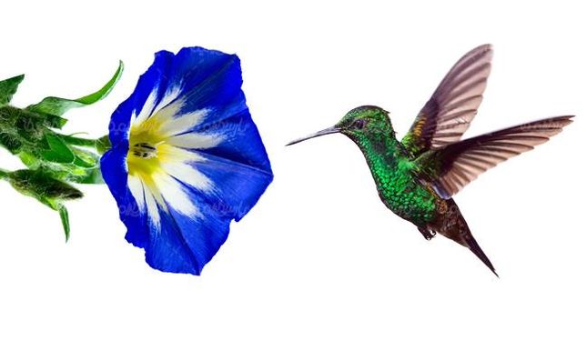 گنجشک پرنده گل منظره چشم انداز طبیعت3