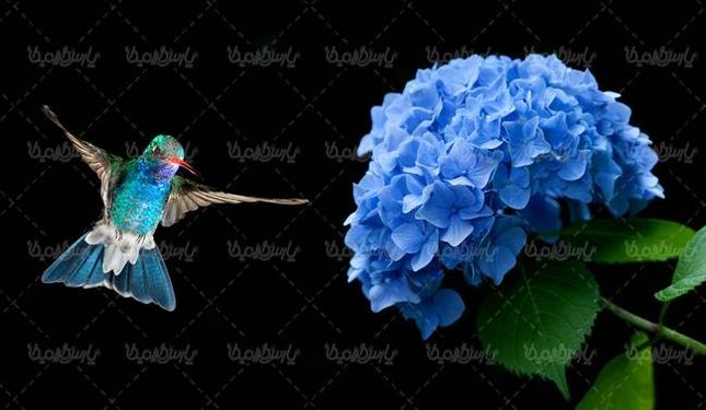 گنجشک پرنده گل منظره چشم انداز طبیعت10