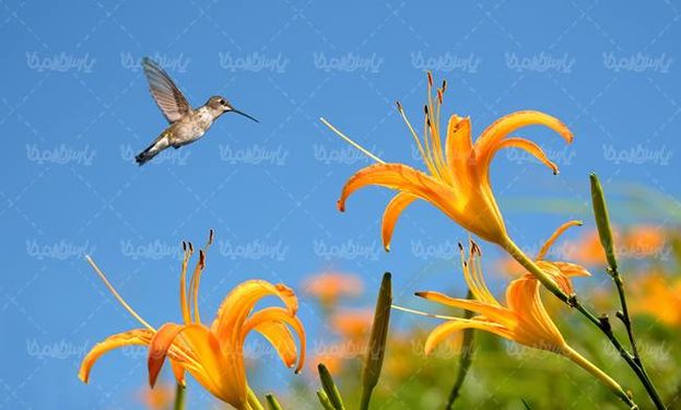 گنجشک پرنده گل منظره چشم انداز طبیعت18