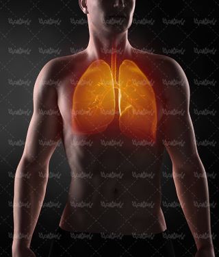 آناتومی بدن انسان شش پزشکی سیستم تنفسی بدن