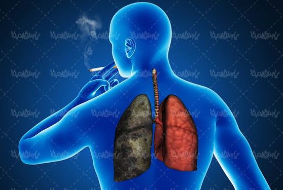 آناتومی بدن انسان شش ریه تنفسی عوارض دود سیگار