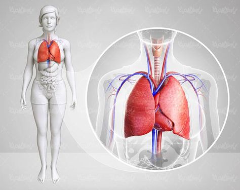 آناتومی بدن انسان شش ریه تنفسی عوارض دود سیگار2