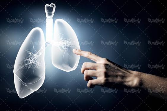 دستگاه تنفسی بدن شش ریه سه بعدی