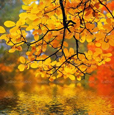 برگ پاییزی فصل پاییز برگ زرد آب رودخانه منظره