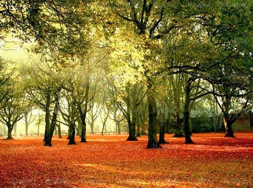 منظره پاییزی درخت جنگل برگریزان طبیعت پاییز